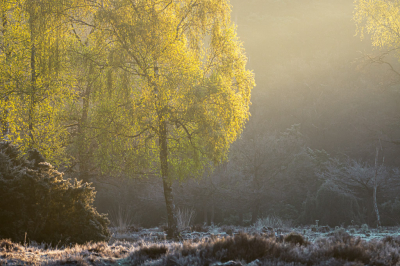 Zelfde plek als de vorige foto van Berken in het ochtend licht, maar deze stonden anders in het zonnetje (lichtval van rechts). Hier is de rijp wat beter zichtbaar.