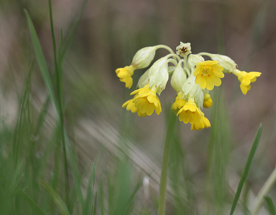 <i class='fa fa-user'></i>&nbsp;Paul Vandebroek&nbsp;|  Gulden Sleutelbloem&nbsp; <i class='fa fa-eye'>&nbsp;70</i> &nbsp;<i class='fa fa-thumbs-up'>&nbsp;6</i> &nbsp; <i class='fa fa-comment-o'>&nbsp;4</i>