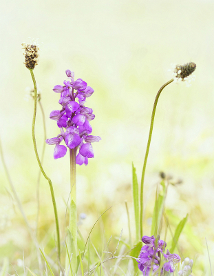 <i class='fa fa-user'></i>&nbsp;Nel R&nbsp;|  Harlekijn&nbsp; <i class='fa fa-eye'>&nbsp;100</i> &nbsp;<i class='fa fa-thumbs-up'>&nbsp;10</i> &nbsp; <i class='fa fa-comment-o'>&nbsp;5</i>