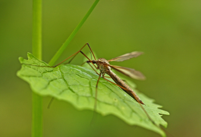 <i class='fa fa-user'></i>&nbsp;Cor&nbsp;|  Langpootmug sp.&nbsp; <i class='fa fa-eye'>&nbsp;61</i> &nbsp;<i class='fa fa-thumbs-up'>&nbsp;3</i> &nbsp; <i class='fa fa-comment-o'>&nbsp;5</i>