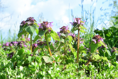 <i class='fa fa-user'></i>&nbsp;josephine&nbsp;|  Paarse Dovenetel&nbsp; <i class='fa fa-eye'>&nbsp;56</i> &nbsp; <i class='fa fa-comment-o'>&nbsp;3</i>