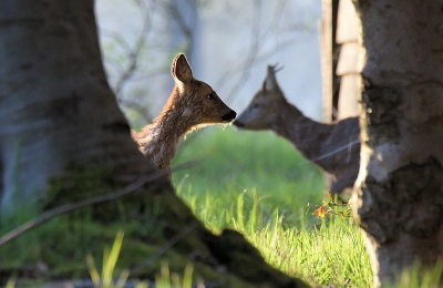 <i class='fa fa-user'></i>&nbsp;robert-jan&nbsp;|  Ree&nbsp; <i class='fa fa-eye'>&nbsp;99</i> &nbsp;<i class='fa fa-thumbs-up'>&nbsp;2</i> &nbsp; <i class='fa fa-comment-o'>&nbsp;2</i>