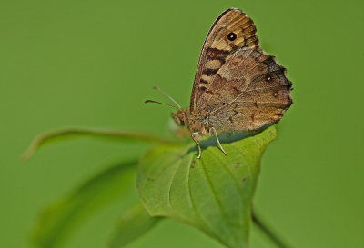 <i class='fa fa-user'></i>&nbsp;Cor&nbsp;|  Bont Zandoogje&nbsp; <i class='fa fa-eye'>&nbsp;93</i> &nbsp;<i class='fa fa-thumbs-up'>&nbsp;10</i> &nbsp; <i class='fa fa-comment-o'>&nbsp;5</i>