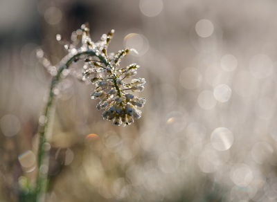 <i class='fa fa-user'></i>&nbsp;Jurgen Maassen&nbsp;|  Zinkboerenkers&nbsp; <i class='fa fa-eye'>&nbsp;93</i> &nbsp;<i class='fa fa-thumbs-up'>&nbsp;9</i> &nbsp; <i class='fa fa-comment-o'>&nbsp;8</i>