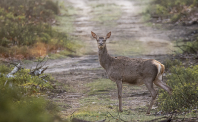 <i class='fa fa-user'></i>&nbsp;ErnovanDoorn&nbsp;|  Edelhert&nbsp; <i class='fa fa-eye'>&nbsp;101</i> &nbsp;<i class='fa fa-thumbs-up'>&nbsp;1</i> &nbsp; <i class='fa fa-comment-o'>&nbsp;3</i>