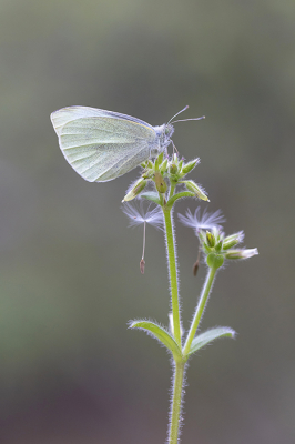 <i class='fa fa-user'></i>&nbsp;Tom&nbsp;|  Klein Koolwitje&nbsp; <i class='fa fa-eye'>&nbsp;73</i> &nbsp;<i class='fa fa-thumbs-up'>&nbsp;5</i> &nbsp; <i class='fa fa-comment-o'>&nbsp;6</i>