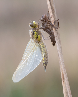 <i class='fa fa-user'></i>&nbsp;Johan van Gurp&nbsp;|  Viervlek&nbsp; <i class='fa fa-eye'>&nbsp;93</i> &nbsp;<i class='fa fa-thumbs-up'>&nbsp;6</i> &nbsp; <i class='fa fa-comment-o'>&nbsp;5</i>