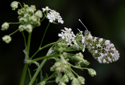 <i class='fa fa-user'></i>&nbsp;Ad Sprang&nbsp;|  Oranjetipje&nbsp; <i class='fa fa-eye'>&nbsp;73</i> &nbsp;<i class='fa fa-thumbs-up'>&nbsp;7</i> &nbsp; <i class='fa fa-comment-o'>&nbsp;7</i>