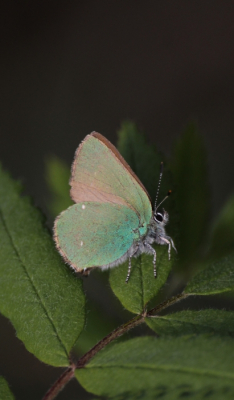 <i class='fa fa-user'></i>&nbsp;KrisvdWijk&nbsp;|  Groentje&nbsp; <i class='fa fa-eye'>&nbsp;89</i> &nbsp;<i class='fa fa-thumbs-up'>&nbsp;3</i> &nbsp; <i class='fa fa-comment-o'>&nbsp;3</i>