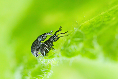 <i class='fa fa-user'></i>&nbsp;Pieter  LJ&nbsp;|  Berkenbladrolkever&nbsp; <i class='fa fa-eye'>&nbsp;73</i> &nbsp;<i class='fa fa-thumbs-up'>&nbsp;2</i> &nbsp; <i class='fa fa-comment-o'>&nbsp;3</i>