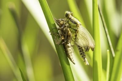 <i class='fa fa-user'></i>&nbsp;Martin Verbeeten&nbsp;|  Beekrombout&nbsp; <i class='fa fa-eye'>&nbsp;85</i> &nbsp;<i class='fa fa-thumbs-up'>&nbsp;1</i> &nbsp; <i class='fa fa-comment-o'>&nbsp;6</i>