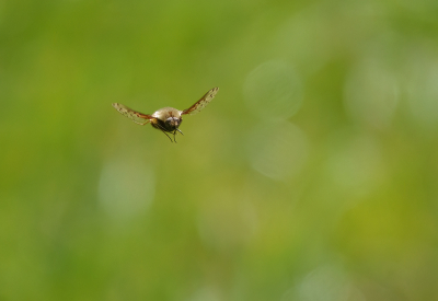 <i class='fa fa-user'></i>&nbsp;Jurgen Maassen&nbsp;|  Gewone Wolzwever&nbsp; <i class='fa fa-eye'>&nbsp;114</i> &nbsp;<i class='fa fa-thumbs-up'>&nbsp;7</i> &nbsp; <i class='fa fa-comment-o'>&nbsp;9</i>