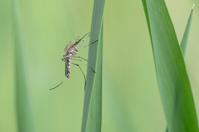 <i class='fa fa-user'></i>&nbsp;Johan van Gurp&nbsp;|  Gewone Steekmug&nbsp; <i class='fa fa-eye'>&nbsp;80</i> &nbsp;<i class='fa fa-thumbs-up'>&nbsp;7</i> &nbsp; <i class='fa fa-comment-o'>&nbsp;6</i>