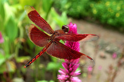 <i class='fa fa-user'></i>&nbsp;A. Soeting&nbsp;|  Neurothemis fluctuans&nbsp; <i class='fa fa-eye'>&nbsp;107</i> &nbsp;<i class='fa fa-thumbs-up'>&nbsp;2</i> &nbsp; <i class='fa fa-comment-o'>&nbsp;5</i>