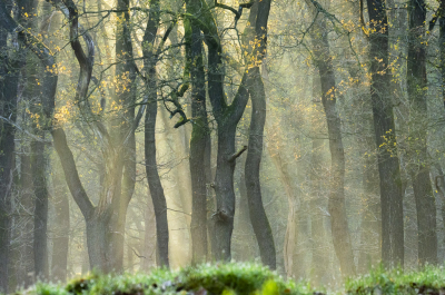 <i class='fa fa-user'></i>&nbsp;ErnovanDoorn&nbsp;|  Zonneharp&nbsp; <i class='fa fa-eye'>&nbsp;98</i> &nbsp;<i class='fa fa-thumbs-up'>&nbsp;3</i> &nbsp; <i class='fa fa-comment-o'>&nbsp;6</i>