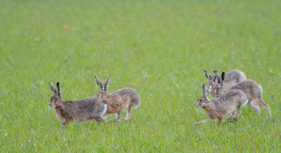 <i class='fa fa-user'></i>&nbsp;Eef Kieft&nbsp;|  Haas&nbsp; <i class='fa fa-eye'>&nbsp;70</i> &nbsp;<i class='fa fa-thumbs-up'>&nbsp;1</i> &nbsp; <i class='fa fa-comment-o'>&nbsp;2</i>