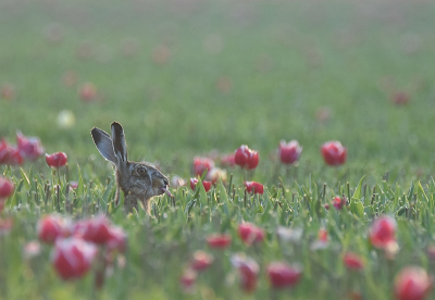 <i class='fa fa-user'></i>&nbsp;robert-jan&nbsp;|  Haas&nbsp; <i class='fa fa-eye'>&nbsp;88</i> &nbsp;<i class='fa fa-thumbs-up'>&nbsp;2</i> &nbsp; <i class='fa fa-comment-o'>&nbsp;5</i>