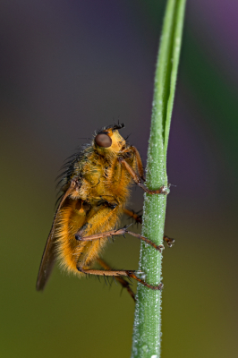 <i class='fa fa-user'></i>&nbsp;Reinier van den Born&nbsp;|  Strontvlieg&nbsp; <i class='fa fa-eye'>&nbsp;71</i> &nbsp;<i class='fa fa-thumbs-up'>&nbsp;5</i> &nbsp; <i class='fa fa-comment-o'>&nbsp;7</i>