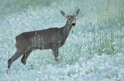 <i class='fa fa-user'></i>&nbsp;Eric Gibcus&nbsp;|  Ree&nbsp; <i class='fa fa-eye'>&nbsp;92</i> &nbsp;<i class='fa fa-thumbs-up'>&nbsp;1</i> &nbsp; <i class='fa fa-comment-o'>&nbsp;5</i>