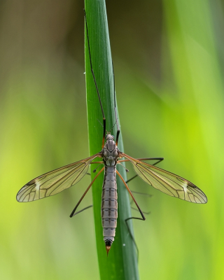<i class='fa fa-user'></i>&nbsp;Johan van Gurp&nbsp;|  Blauwe Goudtip&nbsp; <i class='fa fa-eye'>&nbsp;60</i> &nbsp;<i class='fa fa-thumbs-up'>&nbsp;2</i> &nbsp; <i class='fa fa-comment-o'>&nbsp;1</i>
