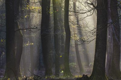 <i class='fa fa-user'></i>&nbsp;ErnovanDoorn&nbsp;|  Zonnestralen&nbsp; <i class='fa fa-eye'>&nbsp;78</i> &nbsp;<i class='fa fa-thumbs-up'>&nbsp;2</i> &nbsp; <i class='fa fa-comment-o'>&nbsp;3</i>