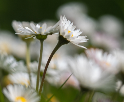 <i class='fa fa-user'></i>&nbsp;Tim Oord&nbsp;|  Madeliefje&nbsp; <i class='fa fa-eye'>&nbsp;51</i> &nbsp; <i class='fa fa-comment-o'>&nbsp;0</i>