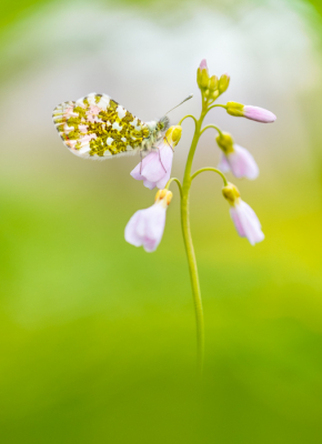 <i class='fa fa-user'></i>&nbsp;rowinvandenberg&nbsp;|  Oranjetipje&nbsp; <i class='fa fa-eye'>&nbsp;68</i> &nbsp;<i class='fa fa-thumbs-up'>&nbsp;2</i> &nbsp; <i class='fa fa-comment-o'>&nbsp;4</i>