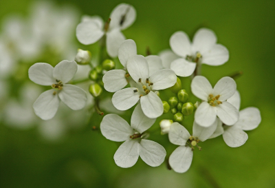 <i class='fa fa-user'></i>&nbsp;Cor&nbsp;|  Look-zonder-look&nbsp; <i class='fa fa-eye'>&nbsp;63</i> &nbsp;<i class='fa fa-thumbs-up'>&nbsp;4</i> &nbsp; <i class='fa fa-comment-o'>&nbsp;8</i>