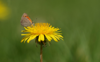 Dit kleine vlindertje werkte even mee toen ik languit in het gras lag bij het fotograferen van een Gekraagde Roodstaart