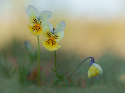 Viola lutea subsp. calaminaria / Zinkviooltje / Mountain Pansy