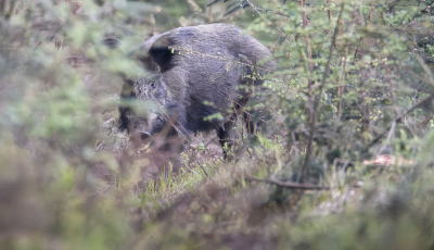 <i class='fa fa-user'></i>&nbsp;ErnovanDoorn&nbsp;|  Wild Zwijn&nbsp; <i class='fa fa-eye'>&nbsp;92</i> &nbsp; <i class='fa fa-comment-o'>&nbsp;1</i>