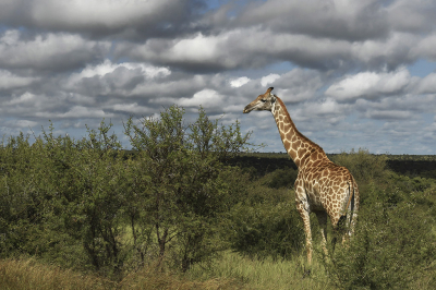 <i class='fa fa-user'></i>&nbsp;Eric Gibcus&nbsp;|  Giraffe&nbsp; <i class='fa fa-eye'>&nbsp;84</i> &nbsp;<i class='fa fa-thumbs-up'>&nbsp;5</i> &nbsp; <i class='fa fa-comment-o'>&nbsp;3</i>