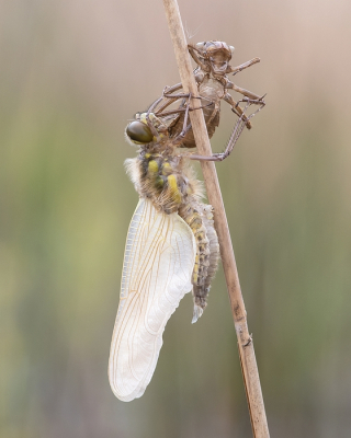 <i class='fa fa-user'></i>&nbsp;Johan van Gurp&nbsp;|  Viervlek&nbsp; <i class='fa fa-eye'>&nbsp;63</i> &nbsp;<i class='fa fa-thumbs-up'>&nbsp;5</i> &nbsp; <i class='fa fa-comment-o'>&nbsp;4</i>