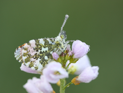 <i class='fa fa-user'></i>&nbsp;Paul Vandebroek&nbsp;|  Oranjetipje&nbsp; <i class='fa fa-eye'>&nbsp;74</i> &nbsp;<i class='fa fa-thumbs-up'>&nbsp;4</i> &nbsp; <i class='fa fa-comment-o'>&nbsp;4</i>