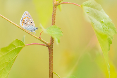 <i class='fa fa-user'></i>&nbsp;rowinvandenberg&nbsp;|  Icarusblauwtje&nbsp; <i class='fa fa-eye'>&nbsp;63</i> &nbsp; <i class='fa fa-comment-o'>&nbsp;1</i>