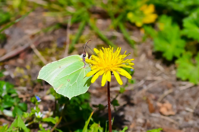 <i class='fa fa-user'></i>&nbsp;Bert Veerman&nbsp;|  Citroenvlinder&nbsp; <i class='fa fa-eye'>&nbsp;55</i> &nbsp; <i class='fa fa-comment-o'>&nbsp;3</i>