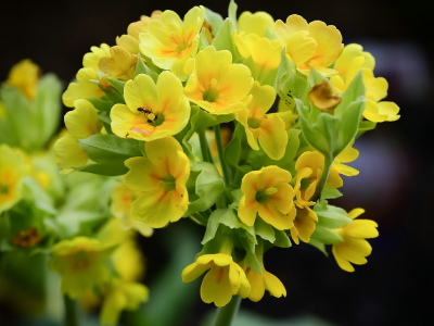 <i class='fa fa-user'></i>&nbsp;Bert Veerman&nbsp;|  Gulden Sleutelbloem&nbsp; <i class='fa fa-eye'>&nbsp;54</i> &nbsp; <i class='fa fa-comment-o'>&nbsp;2</i>