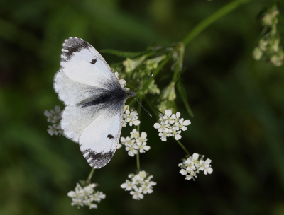 <i class='fa fa-user'></i>&nbsp;Ad Sprang&nbsp;|  Oranjetipje&nbsp; <i class='fa fa-eye'>&nbsp;70</i> &nbsp;<i class='fa fa-thumbs-up'>&nbsp;3</i> &nbsp; <i class='fa fa-comment-o'>&nbsp;8</i>