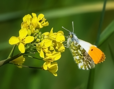 <i class='fa fa-user'></i>&nbsp;Hillebrand Keun&nbsp;|  Oranjetipje&nbsp; <i class='fa fa-eye'>&nbsp;51</i> &nbsp;<i class='fa fa-thumbs-up'>&nbsp;1</i> &nbsp; <i class='fa fa-comment-o'>&nbsp;2</i>