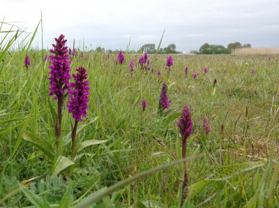 <i class='fa fa-user'></i>&nbsp;ko katsman&nbsp;|  Brede Orchis&nbsp; <i class='fa fa-eye'>&nbsp;117</i> &nbsp;<i class='fa fa-thumbs-up'>&nbsp;2</i> &nbsp; <i class='fa fa-comment-o'>&nbsp;4</i>