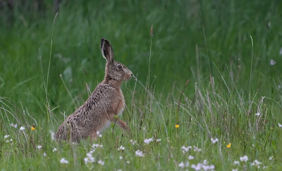 <i class='fa fa-user'></i>&nbsp;David Ruijs&nbsp;|  Haas&nbsp; <i class='fa fa-eye'>&nbsp;75</i> &nbsp;<i class='fa fa-thumbs-up'>&nbsp;3</i> &nbsp; <i class='fa fa-comment-o'>&nbsp;4</i>