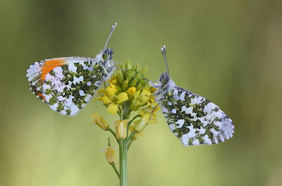 <i class='fa fa-user'></i>&nbsp;Paul Vandebroek&nbsp;|  Oranjetipje&nbsp; <i class='fa fa-eye'>&nbsp;130</i> &nbsp;<i class='fa fa-thumbs-up'>&nbsp;13</i> &nbsp; <i class='fa fa-comment-o'>&nbsp;13</i>