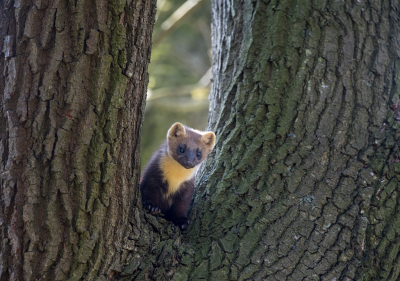 Nature picture: 5. Martes martes / Boommarter / Pine Marten