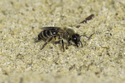 Het zand was nog vochtig waardoor er voor meerdere bijen moeilijk was om een nest te graven. En dat gaf mij weer de kans om een aantal foto's te maken.