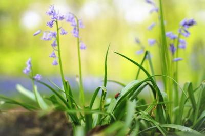 <i class='fa fa-user'></i> hesterb | Wilde hyacint,  uit bloemen en hun "vrienden"?  <i class='fa fa-eye'> 60</i>   <i class='fa fa-comment-o'> 10</i>