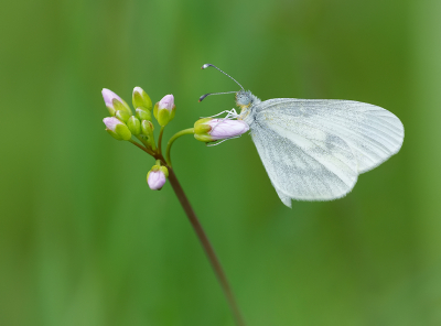 <i class='fa fa-user'></i>&nbsp;Jurgen Maassen&nbsp;|  Boswitje&nbsp; <i class='fa fa-eye'>&nbsp;66</i> &nbsp;<i class='fa fa-thumbs-up'>&nbsp;7</i> &nbsp; <i class='fa fa-comment-o'>&nbsp;4</i>
