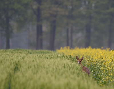 <i class='fa fa-user'></i>&nbsp;robert-jan&nbsp;|  Ree&nbsp; <i class='fa fa-eye'>&nbsp;88</i> &nbsp;<i class='fa fa-thumbs-up'>&nbsp;1</i> &nbsp; <i class='fa fa-comment-o'>&nbsp;3</i>