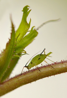 <i class='fa fa-user'></i>&nbsp;Nel R&nbsp;|  Macrosiphum sp.&nbsp; <i class='fa fa-eye'>&nbsp;60</i> &nbsp;<i class='fa fa-thumbs-up'>&nbsp;4</i> &nbsp; <i class='fa fa-comment-o'>&nbsp;6</i>
