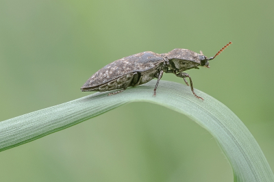 <i class='fa fa-user'></i>&nbsp;Johan van Gurp&nbsp;|  Muisgrijze Kniptor&nbsp; <i class='fa fa-eye'>&nbsp;60</i> &nbsp;<i class='fa fa-thumbs-up'>&nbsp;6</i> &nbsp; <i class='fa fa-comment-o'>&nbsp;2</i>