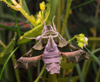 <i class='fa fa-user'></i>&nbsp;tonysettanta&nbsp;|  Teunisbloempijlstaart&nbsp; <i class='fa fa-eye'>&nbsp;87</i> &nbsp;<i class='fa fa-thumbs-up'>&nbsp;1</i> &nbsp; <i class='fa fa-comment-o'>&nbsp;7</i>